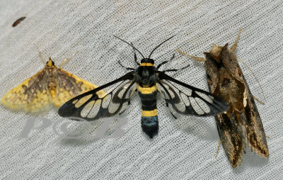 Cerix sp. (Arctiinae)