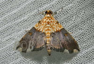 Agrotera basinotata (Crambidae)