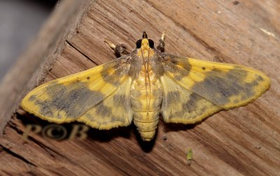 Pachinoa Thoosalis (Crambidae)