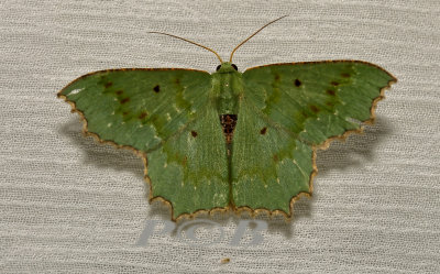 Moth 40