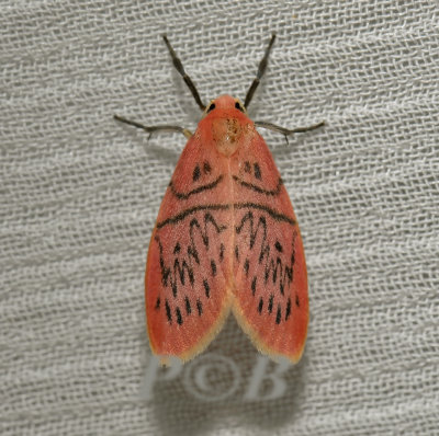 Miltochrista dentifascia (Arctiinae)