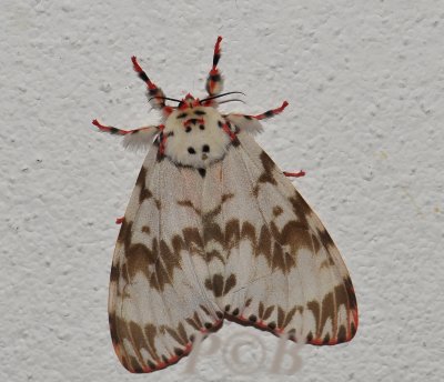 Moth 50