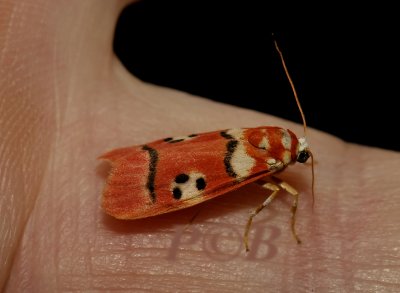 Cyana coccinea (Arctiinae)