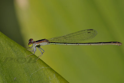 Agriocnemis pygmaea, female with parasites