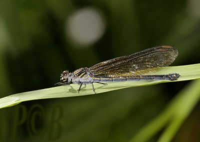Euphaea masoni, female