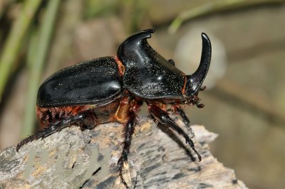 Three-horned fighting beetle,  Trichogormphus martabani