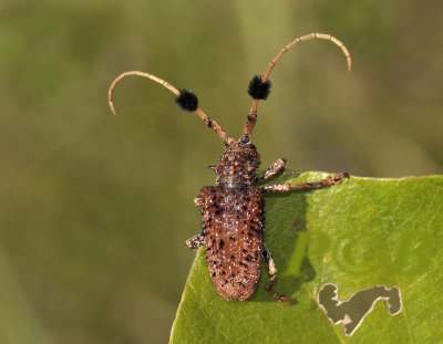 Longhorn beetle, Aristobia horridula