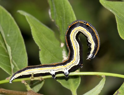 Caterpillar