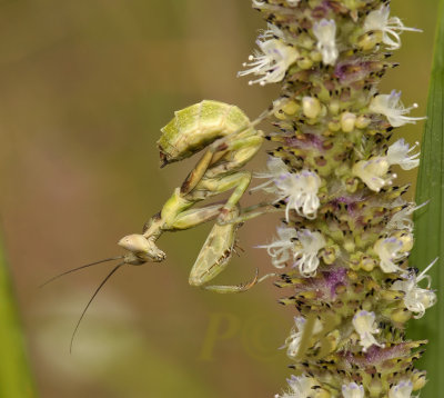 Flower mantis nimph, Creobroter pictipennis