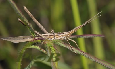 Grasshopper, Acrida willemsei