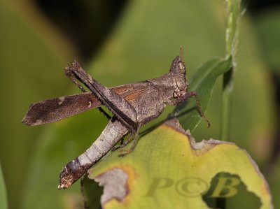 Grasshopper, Erianthes sp.