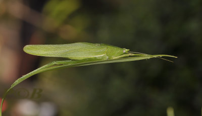 Green leaf, camouflage