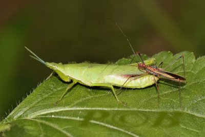 Grasshopper atack by bug