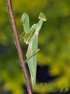Mantis, Hierodula parciceps