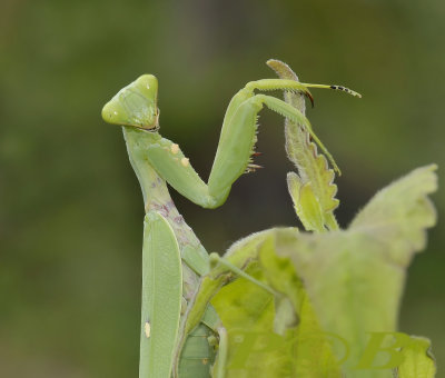 Mantis, hierodula parciceps