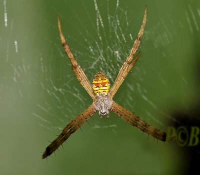Spider, Argiope trifasciata