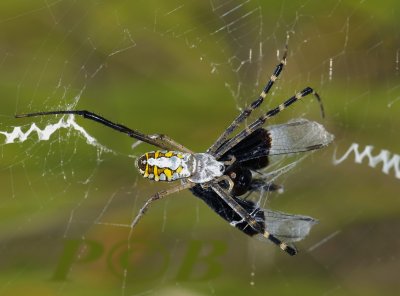 Spider, Argiope aetherea