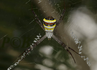 Spider, Argiope keyserlingi