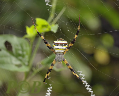 Spider, Argiope versicolor