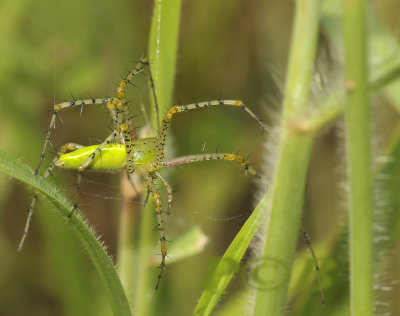Spider, Peucetia sp.