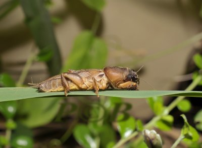 Veenmol, mole cricket, Gryllotalpa gryllotalpa