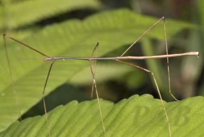 walkingstick, same Clonaria sp. male (new)