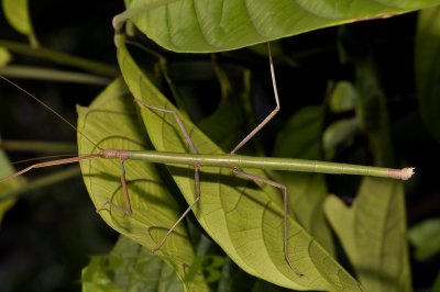 walkingstick, Lopaphus sp. female as previous