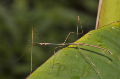 walkingstick Clonaria sp. male