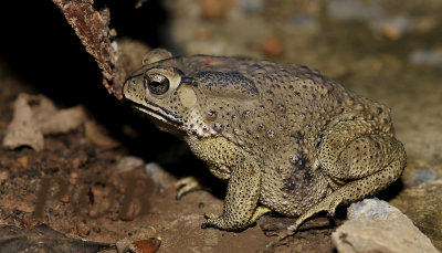 Supertoad 1 pound, black veined toad