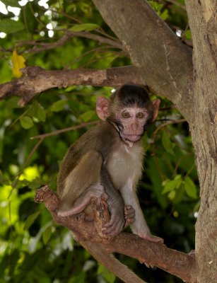 Long-tailed macaque, Macaca fasciularis