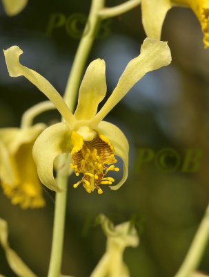 Dendrobium venustum, Phu Foi Lom, Thailand