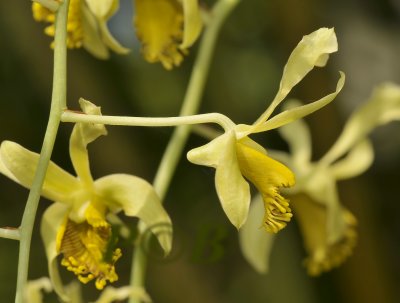 Dendrobium venustum, Phu foi lom, Thailand