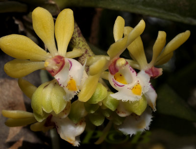Gastrochilus obliguus, flowers 3 cm