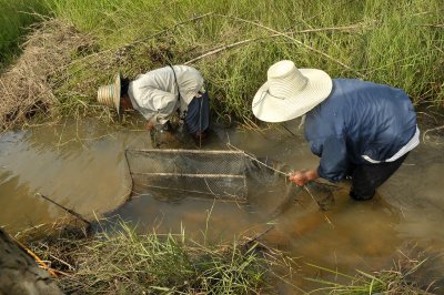 Installing fishtrap