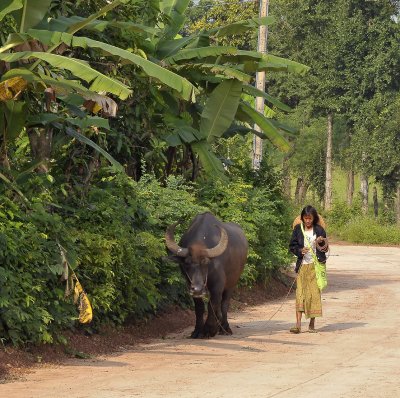 Buffalo