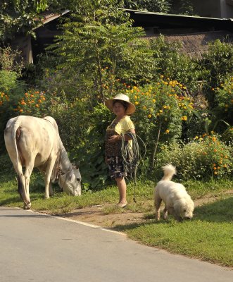 Walking with the pets