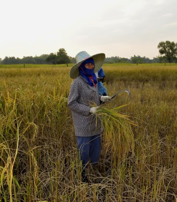 Harvesting in the evening