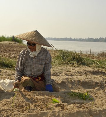 Garden on the bank of river mekong