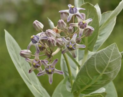 Holy flower, Calotropis gigantea