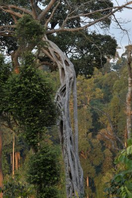 Killer tree, Ficus benghalensis