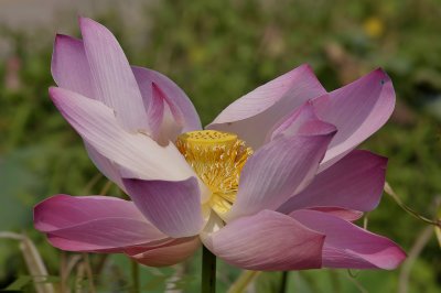 Lotus