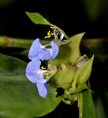 Commelina benghalensis