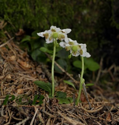 éénbloemig wintergroen, Moneses uniflora syn. Pyrola uniflora