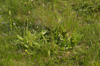 witte mug habitat, Gymnadenia albida