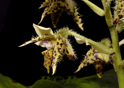 Dendrobium polysema