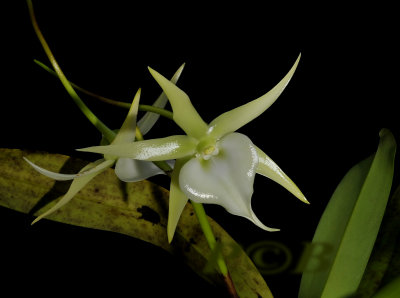 Angraecum veitchii