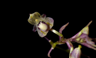 Bulbophyllum sp. section lepanthanthe