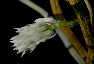 Dendrobium molle