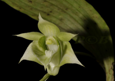 Dendrobium sp. section latouria