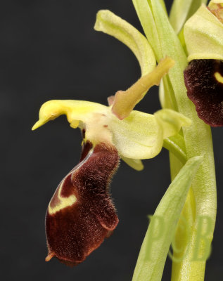 Ophrys Sphegodes ssp. tarquinia